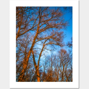 Winter landscape - frosty trees in snowy forest in the sunny morning. Tranquil winter nature in sunlight Posters and Art